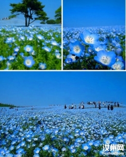 蓝色的蝴蝶花